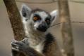 PHOTO SESSION OF RING-TAILED LEMURS